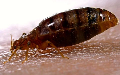 Book a free inspection Bed bug (Cimex lectularius)