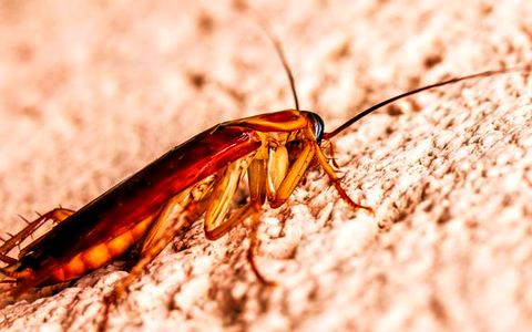 Book a free inspection Cockroach