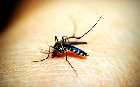 Book a free inspection Mosquito