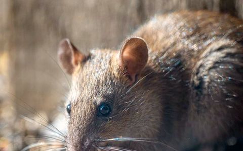 Book a free inspection Rodent