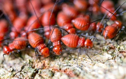 Book a free inspection Termite