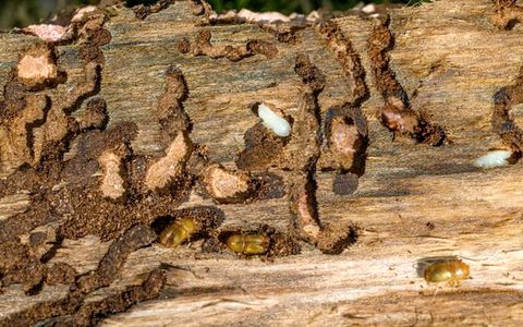 Wood borer